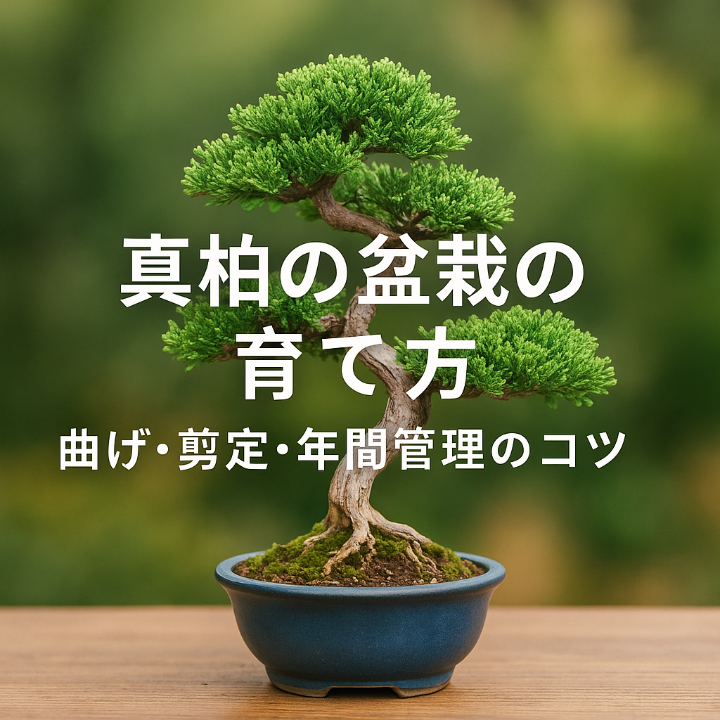 真柏の盆栽の育て方｜曲げ・剪定・年間管理のコツ【初心者～中級者向け